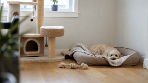Organiser un espace pour animaux de compagnie dans la maison familiale