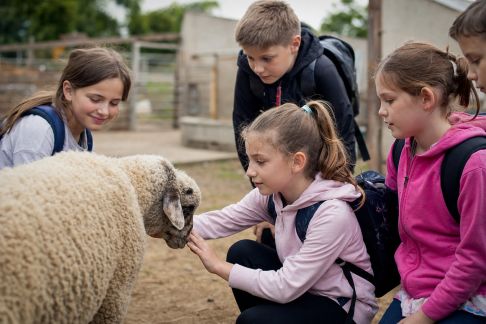 Séjour à la ferme : immersion dans la vie rurale pour petits citadins