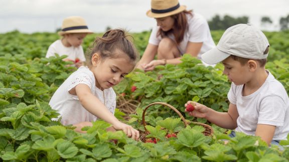Sorties à la ferme cueillette : partager les joies des récoltes avec les enfants